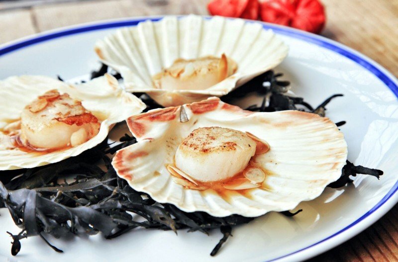 gartenhof jakobsmuscheln