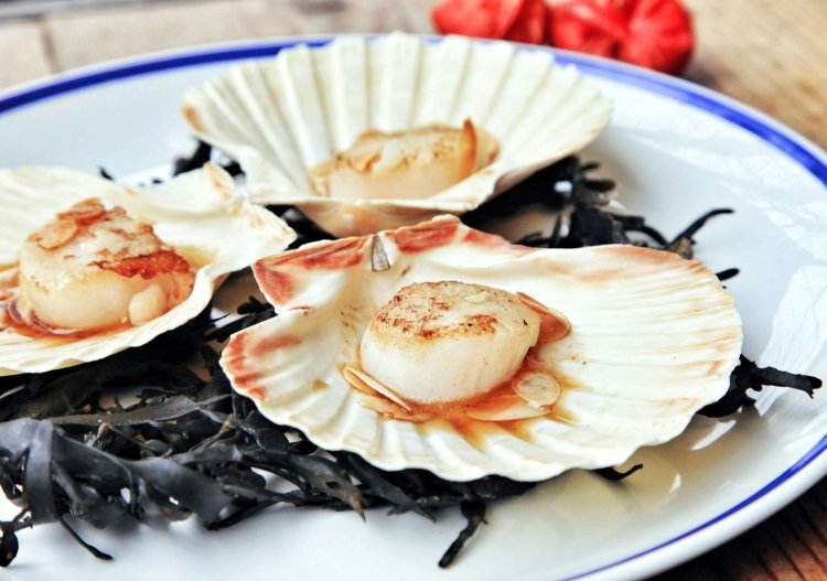 gartenhof jakobsmuscheln